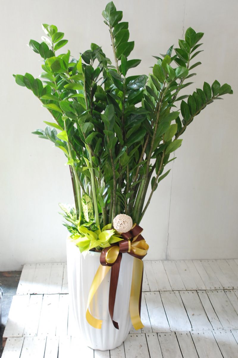 金錢樹地上型盆景Deluxe ZZ Plant Gift